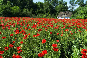 Field with red poppies near the old house
