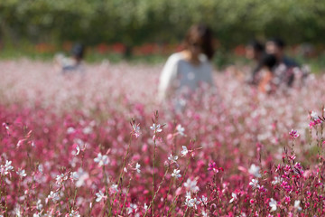 양주 나리공원에 꽃