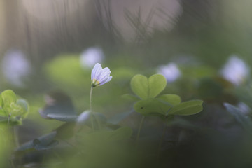 Oxalis acetosella (wood sorrel or common wood sorrel)