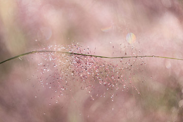 양주공원에 핑크뮬리