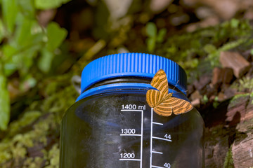 Fototapeta premium Orange Butterfly