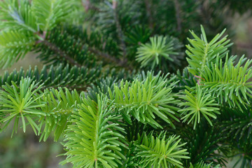 spruce tree twig