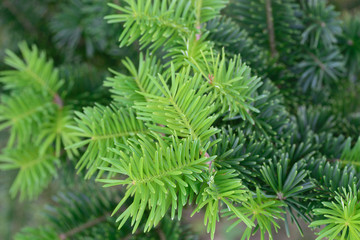 spruce tree twig