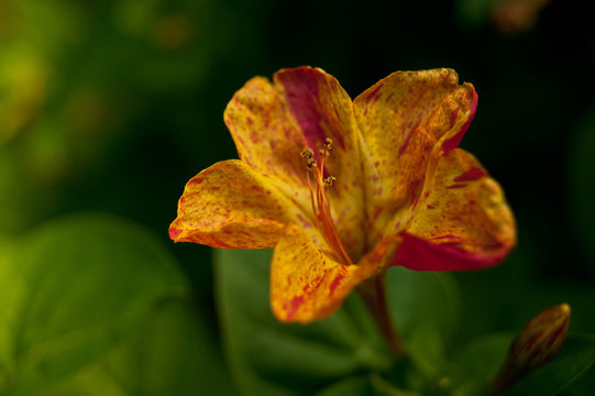 SONY DSC