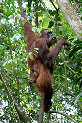 Fototapeta premium Borneo Orangutan