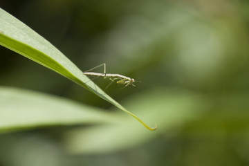 カマキリ　Mantis