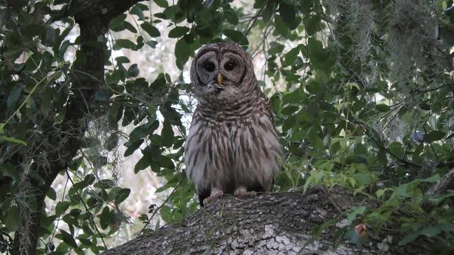 barred owl hooting on a branch