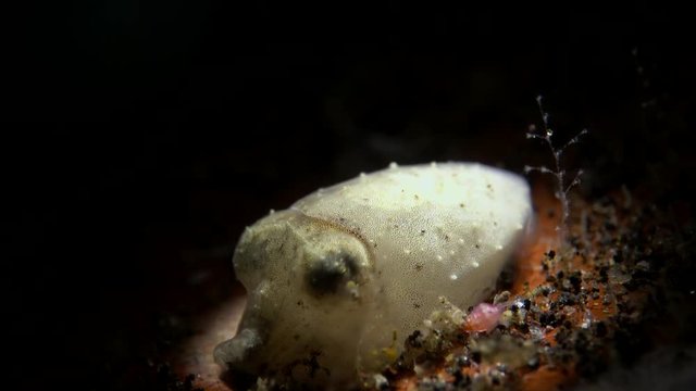 squid eggs and baby