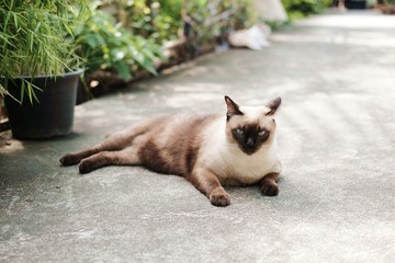 Siam Cat sitting on the cement floor in garden.
