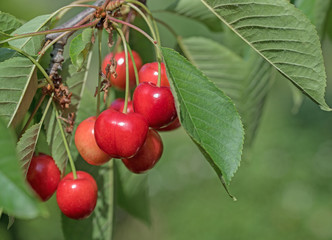 Süßkirschen, Prunus avium, Kirschbaum