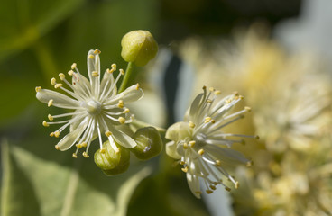 Lime flowers summer flower flower tea