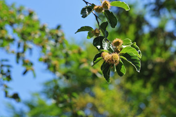 twig of a beech tree with fruits