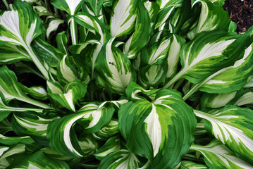 Naklejka na ściany i meble Green leaves with white stripes, natural organic plant background texture top view
