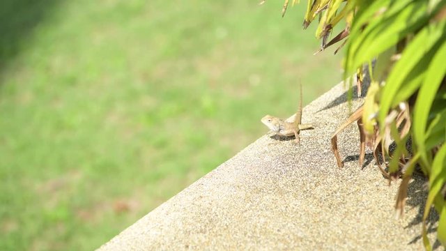 Skink, as reptiles live under the tree is crawling on the floor in the morning