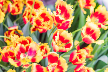 field of blooming multicolored tulips, spring flowers in the garden