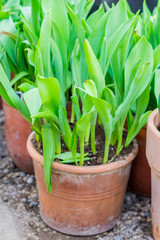 beautiful  tulips in flower pots. Gardening decoration