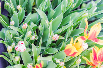 Obraz premium field of blooming multicolored tulips, spring flowers in the garden