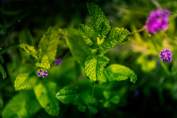 feuilles de menthe sauvage en terre © Temanu