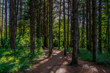 Mountain Bike Trails 