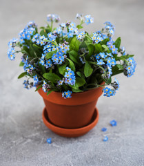 Forget-me-not flowers in small flower pot