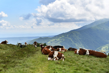 Fototapeta na wymiar Paesaggio alpino con le mucche che pascolano sul prato erboso