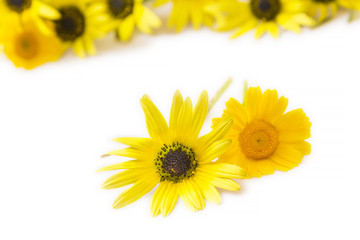 yellow daisies isolated on white
