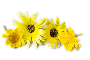 daisies isolated on white