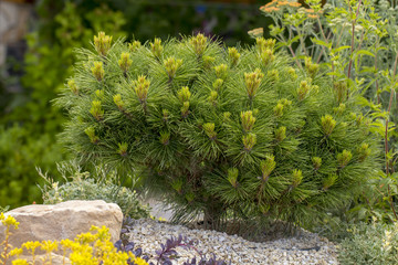 Cultivar dwarf mountain pine Pinus mugo var. pumilio in the rocky garden © CreativeSuburb