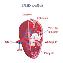 Spleen anatomy icon. Cartoon of spleen anatomy vector icon for web design isolated on white background - obrazy, fototapety, plakaty
