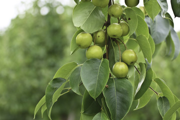 Fresh fruits in a garden on morning time
