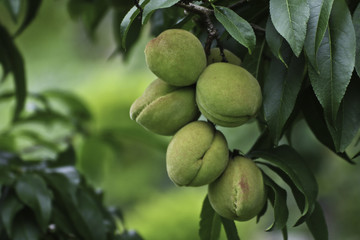 Fresh fruits in a garden on morning time
