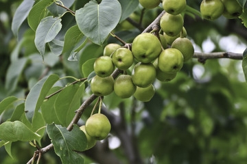 Fresh fruits in a garden on morning time