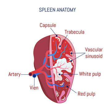 Spleen Anatomy Icon. Cartoon Of Spleen Anatomy Vector Icon For Web Design Isolated On White Background