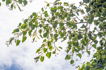 linden branches at the beginning of flowering against the blue sky
