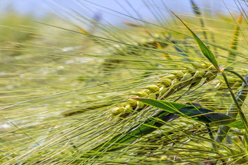 Spikelets of green barley, clogged with heavy grains, against the background of the field and sky