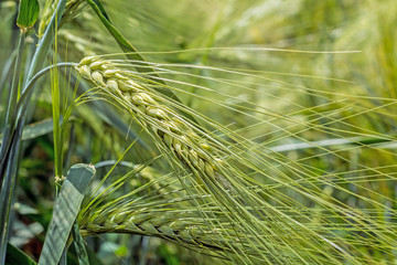 Spikelets of green barley, clogged with heavy grains, against the background of the field and sky