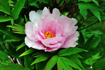 Soft pink peony flower with yellow pistil and stamen fluffy on green bush, soft green blurry leaves background