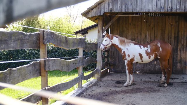Young white and brown paint horse in outdoor fence area 4K. Wide view of a horse standing inside the outdoor stable on a sunny day. Hiding in shade.