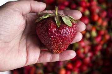 A large red and ripe strawberry on a woman's palm on the background of many small berries, harvesting