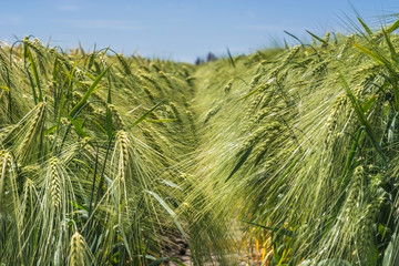 Spikelets of green barley, clogged with heavy grains, against the background of the field and sky