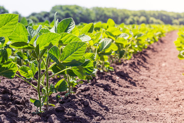 rows of young, green soybeans, weed-free diseases and insects against the sky