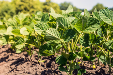 rows of young, green soybeans, weed-free diseases and insects against the sky