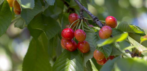 Cherry, fruits on the branches