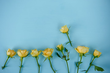 yellow roses on a blue background, top view flat lay