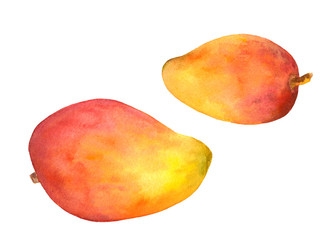 Mango fruit - watercolour painted picture