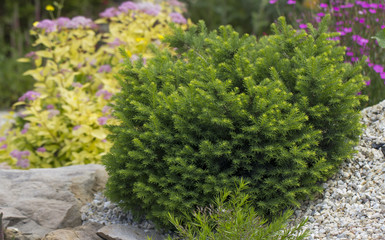 Dwarf green pillow tree on a decorative alpine hill. Landscaping