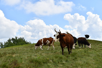 Fototapeta na wymiar Paesaggio alpino con le mucche che pascolano sul prato erboso