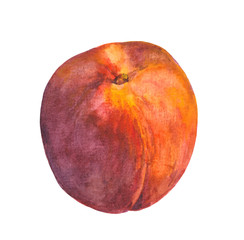 Peach fruit. Watercolor