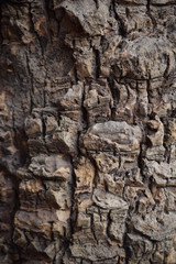 Tree bark, wood, stone, rock texture and background