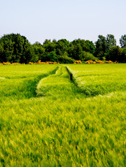 landscape of wheat field